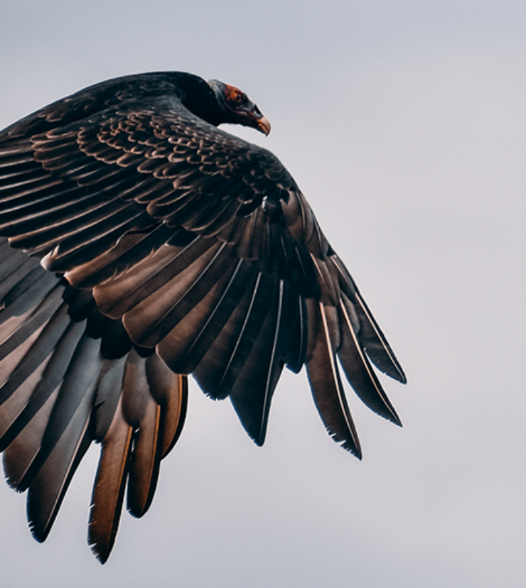 Imagen de Testimonios