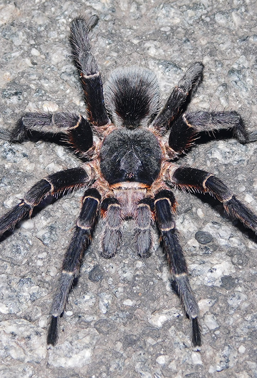 Araña pollito de collar - Oh Uruguay