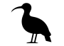 Bandurria