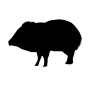 Pecarí-de-Collar